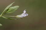 yellowseed false pimpernel